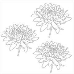 Simple outline drawing of a chrysanthemum, perfect for coloring, crafting, and educational use