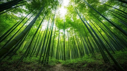 dense bamboo forest filled with tall, vibrant green stalks reaching towards a clear sky. Sunlight filters through the canopy, creating a serene and tranquil atmosphere for exploration
