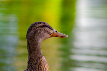 Mallard Duck female (Anas Platyrhynchos) Profile shot of head with green water background