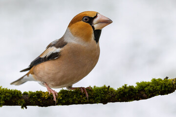 Hawfinch sitting on moss-covered branch against snow-white background. It is a male hawfinch.