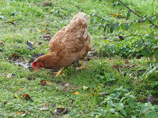 Brown Free Range Chicken in Garden Setting, Backyard Poultry. Authentic, unedited documentary photograph of a brown hybrid chicken in a natural garden environment. 