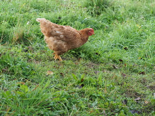 Brown Free Range Chicken in Garden Setting, Backyard Poultry. Authentic, unedited documentary photograph of a brown hybrid chicken in a natural garden environment. 