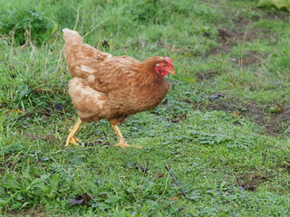 Brown Free Range Chicken in Garden Setting, Backyard Poultry. Authentic, unedited documentary photograph of a brown hybrid chicken in a natural garden environment. 