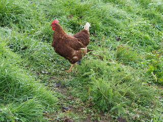 Brown Free Range Chicken in Garden Setting, Backyard Poultry. Authentic, unedited documentary photograph of a brown hybrid chicken in a natural garden environment. 