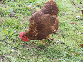 Brown Free Range Chicken in Garden Setting, Backyard Poultry. Authentic, unedited documentary photograph of a brown hybrid chicken in a natural garden environment. 