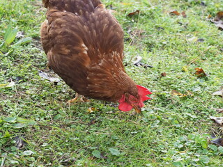 Brown Free Range Chicken in Garden Setting, Backyard Poultry. Authentic, unedited documentary photograph of a brown hybrid chicken in a natural garden environment. 