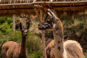 Camelids and textiles from the Andes, Cusco - Peru