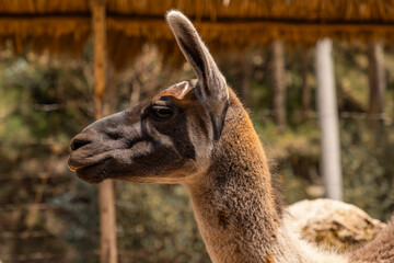 Camelids and textiles from the Andes, Cusco - Peru