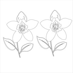 Simple outline drawing of a delphinium , perfect for coloring, crafting, and educational use