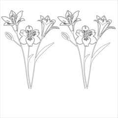 Simple outline drawing of a alstroemeria , perfect for coloring, crafting, and educational use