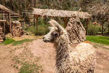 Camelids and textiles from the Andes, Cusco - Peru