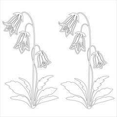 Simple outline drawing of a bellflower, perfect for coloring, crafting, and educational use