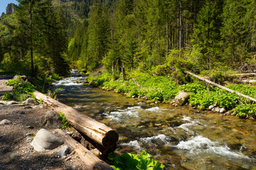 Dolina Kościeliska, Tatry i potok górski © Sebastian