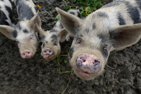 Authentic, unedited documentary photograph of Kunekune pigs (Sus scrofa domesticus) in their natural farm environment.