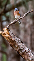 female cardinal on a branch