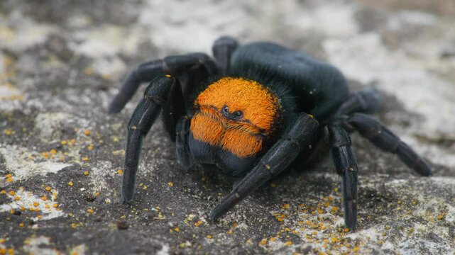 Red male ladybird spider (Eresus moravicus) touching female in a steppe