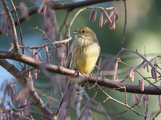 Trznadel (Emberiza citrinella) ukryty wśród gałęzi leszczyny (Corylus avellana) rosnącej w ogrodzie © Nature Observatory