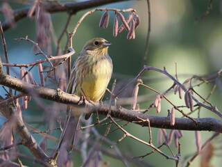 Trznadel (Emberiza citrinella) ukryty wśród gałęzi leszczyny (Corylus avellana) rosnącej w ogrodzie © Nature Observatory