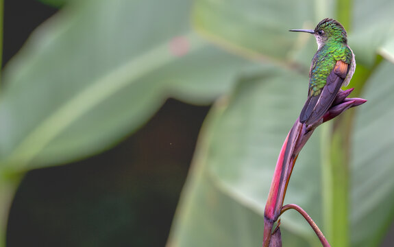 White-tailed hummingbird perched on a flower.