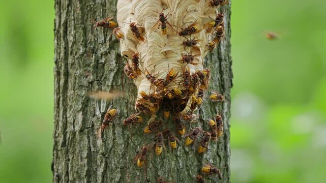European hornets (Vespa crabro) swarming at their nest in a birdhouse in forest
