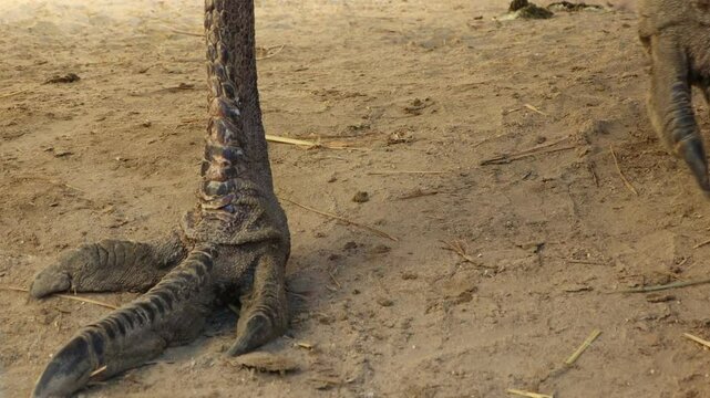 An InDepth CloseUp of Ostrich Feet Resting on the Sandy Ground in Their Natural Habitat