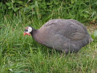 Authentic, unedited documentary photograph of guinea fowl (Numida meleagris) in natural grass setting.