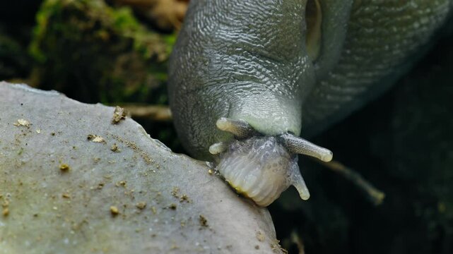 Ash-Black Slug (Limax cinereoniger) eating a mushroom on the forest floor