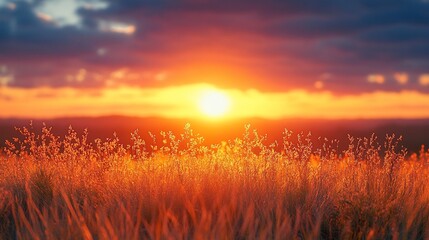 Fototapeta premium Vibrant sunset over a field of tall grass, showcasing warm colors and dramatic sky.