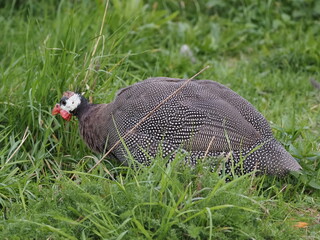 Authentic, unedited documentary photograph of guinea fowl (Numida meleagris) in natural grass setting.