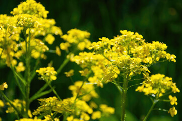 A bunch of yellow flowers with green leaves.