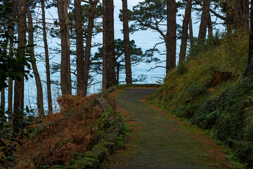 Obraz premium Forest path with trees and a view of the ocean in San Sebastian, Spain. Natural landscape.