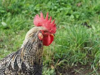 Authentic, unedited documentary photograph of a speckled rooster in tall grass. Real-life capture showing traditional free-range poultry in a natural environment.