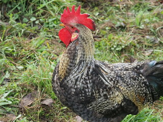 Authentic, unedited documentary photograph of a speckled rooster in tall grass. Real-life capture showing traditional free-range poultry in a natural environment.