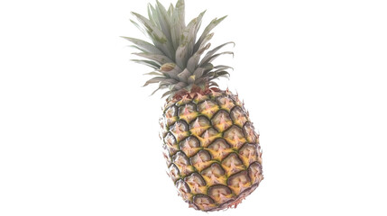 , isolated on transparent or white background