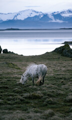 An Icelandic horse
