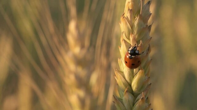 beautiful golden wheat ears  with ladybug at meadow at sunny evening. macro