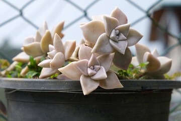 Succulent Graptopetalum paraguayense in black pot in garden by metal fence. Common names include...