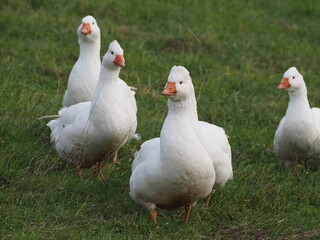 Authentic, unedited documentary photographs capturing a flock of white meat geese (Anser anser f. domestica) grazing on a natural meadow.