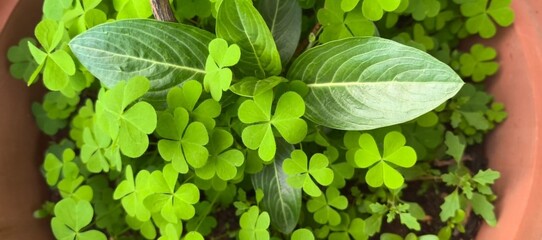 Green Clover Leaves Close-Up