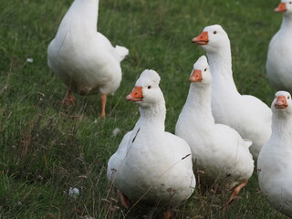 Authentic, unedited documentary photographs capturing a flock of white meat geese (Anser anser f. domestica) grazing on a natural meadow.