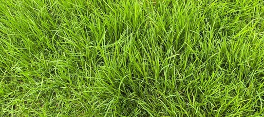 Close-up of Fresh Green Grass