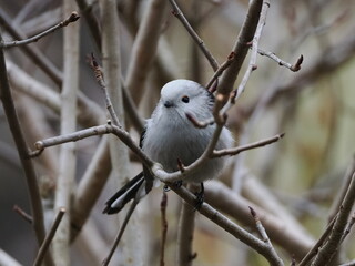 Raniuszek (Aegithalos caudatus) ukryty wśród gałęzi krzewu w ogrodzie © Nature Observatory