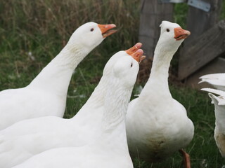 Obraz premium Authentic, unedited documentary photographs capturing a flock of white meat geese (Anser anser f. domestica) grazing on a natural meadow.