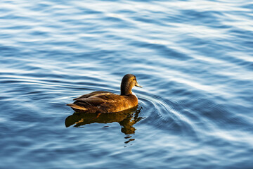 Duck gliding across tranquil water surface in serene natural setting