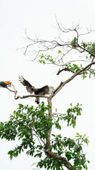 Scarlet macaw and crested caracara confronting each other on a tree branch in a tropical setting