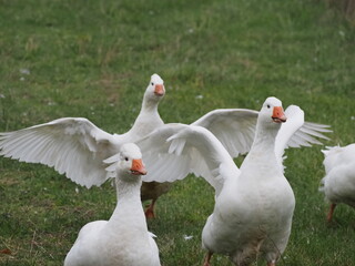 Authentic, unedited documentary photographs capturing a flock of white meat geese (Anser anser f. domestica) grazing on a natural meadow.