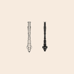 Spine icon flat vector design.