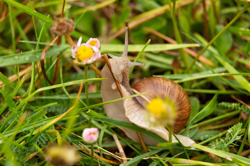 Ślimak winniczek wspinający się po trawie © Sebastian