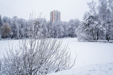 snow covered trees