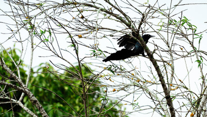 Grackle landing on a tree branch in tropical forest